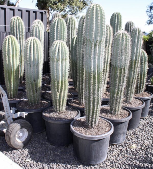 Xương rồng trụ trùy - Pachycereus pringlei