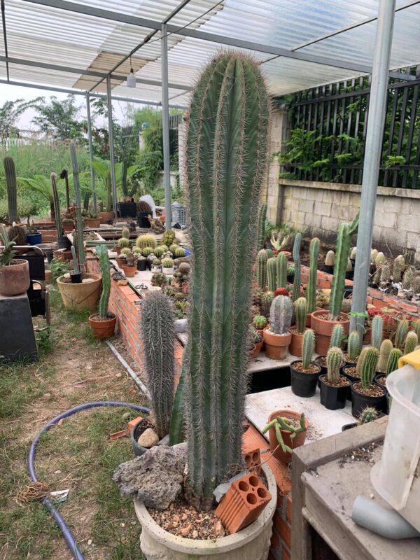 Xương rồng trụ trùy - Pachycereus pringlei