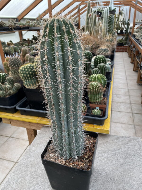 Xương rồng trụ trùy - Pachycereus pringlei