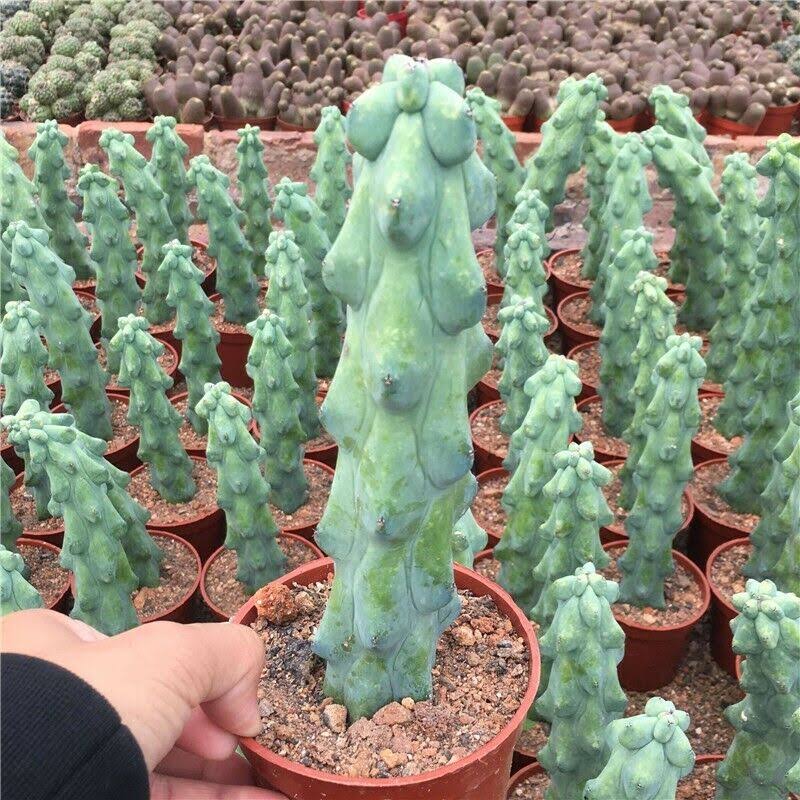 Xương rồng trụ vếu -Myrtillocactus geometrizans 'Boobie Cactus'