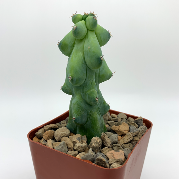 Xương rồng trụ vếu -Myrtillocactus geometrizans 'Boobie Cactus'