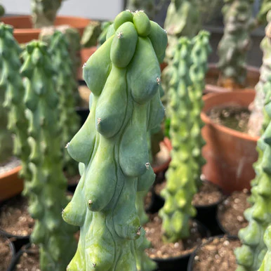 Xương rồng trụ vếu -Myrtillocactus geometrizans 'Boobie Cactus'