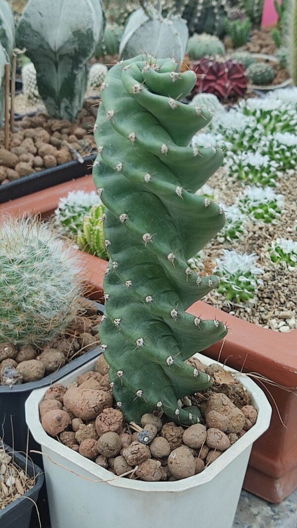 Spiral column cactus - Cereus forbesii 'Spiralis'