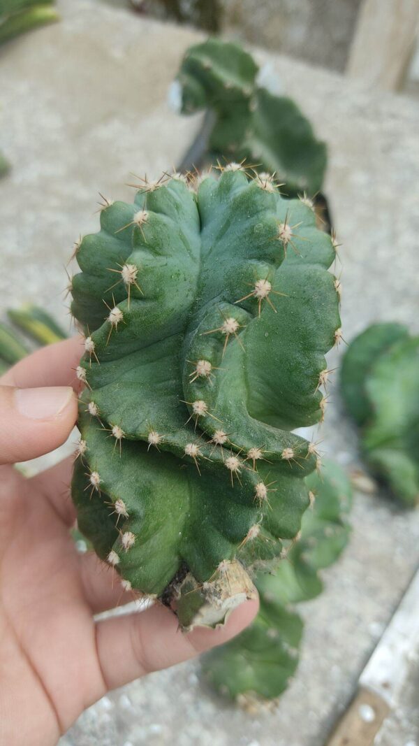 Spiral column cactus - Cereus forbesii 'Spiralis'