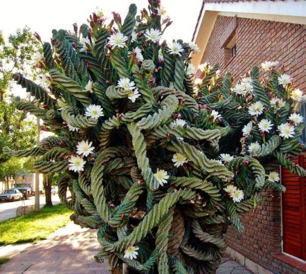 Spiral column cactus - Cereus forbesii 'Spiralis'