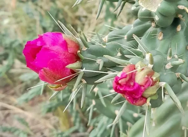 กระบองเพชรโซ่เชื่อม Cylindropuntia Imbricata