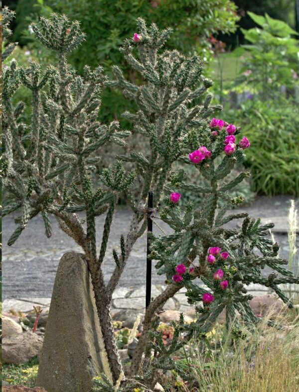 กระบองเพชรโซ่เชื่อม Cylindropuntia Imbricata