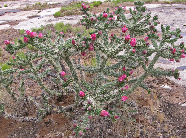 กระบองเพชรโซ่เชื่อม Cylindropuntia Imbricata