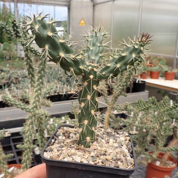 กระบองเพชรโซ่เชื่อม Cylindropuntia Imbricata