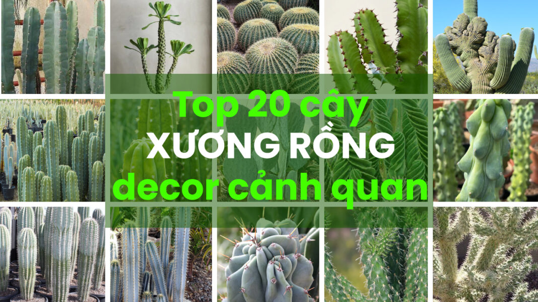 Top 20 cây xương rồng decor cảnh quan