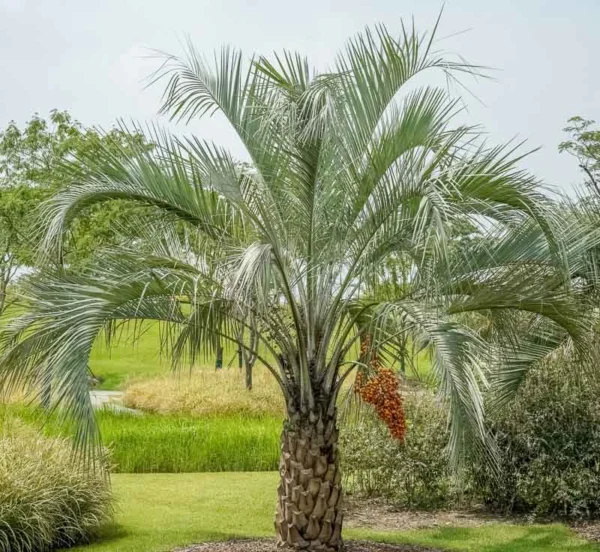 Butia odorata (Pindo Palm)