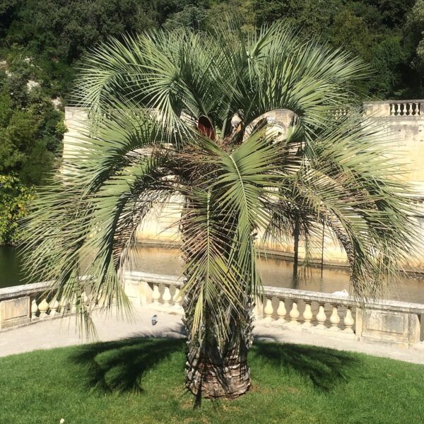 Butia odorata (Pindo Palm)