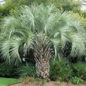 Butia odorata (Pindo Palm)