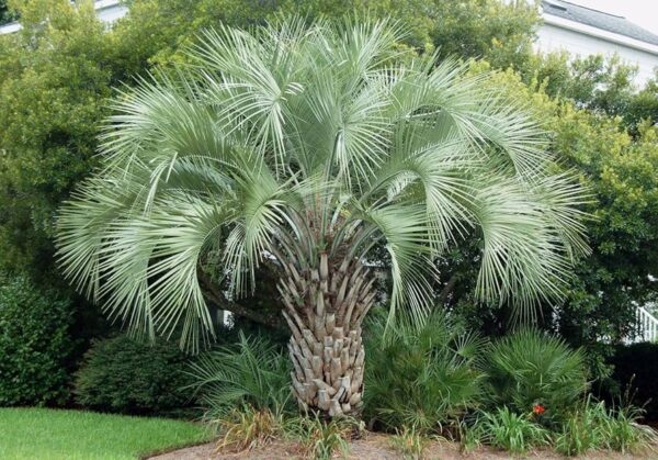 Butia odorata (Pindo Palm)