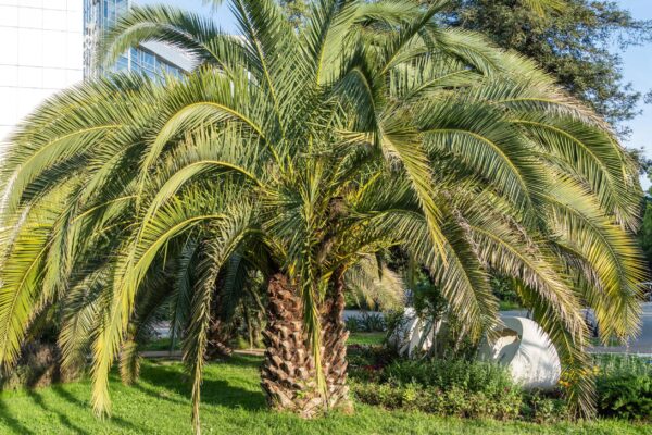 Butia odorata (Pindo Palm)