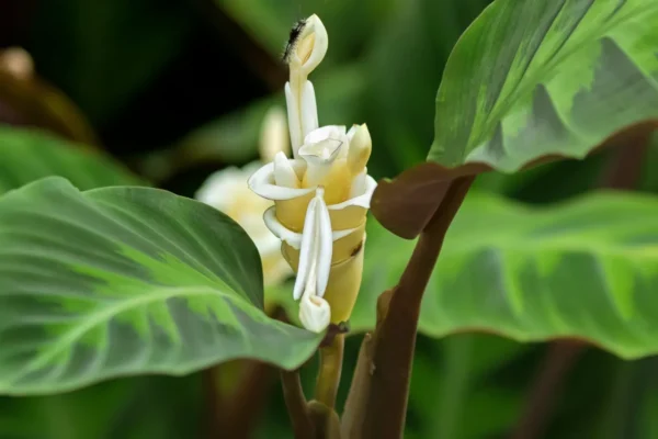 Đuôi Công Musaica (Calathea Musaica)