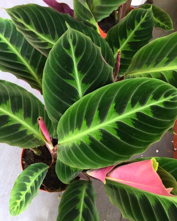 Đuôi Công Musaica (Calathea Musaica)