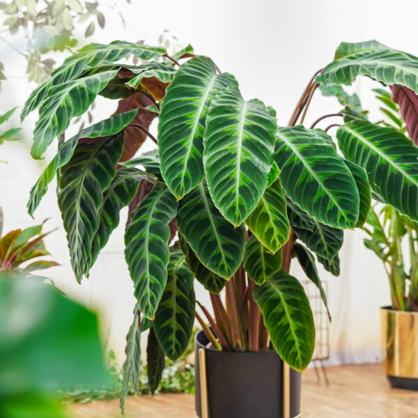 Đuôi Công Musaica (Calathea Musaica)