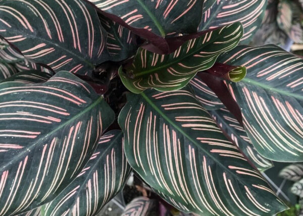 Calathea Ornata