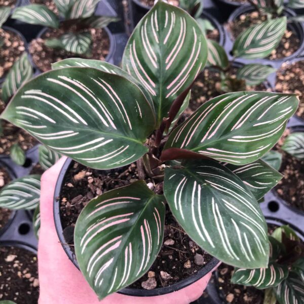 Calathea Ornata