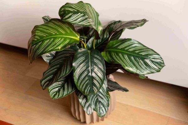 Calathea Ornata