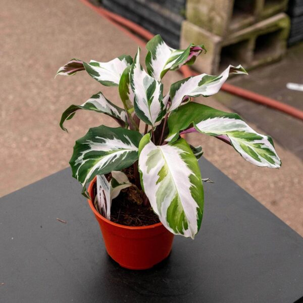 Đuôi Công Warscewiczii (Calathea Warscewiczii)