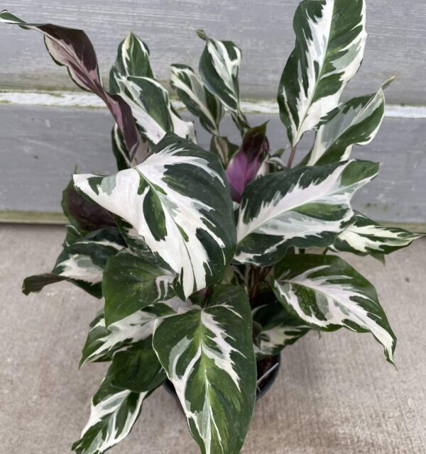 Đuôi Công Warscewiczii (Calathea Warscewiczii)