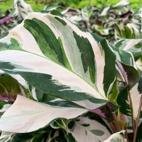 Đuôi Công Warscewiczii (Calathea Warscewiczii)