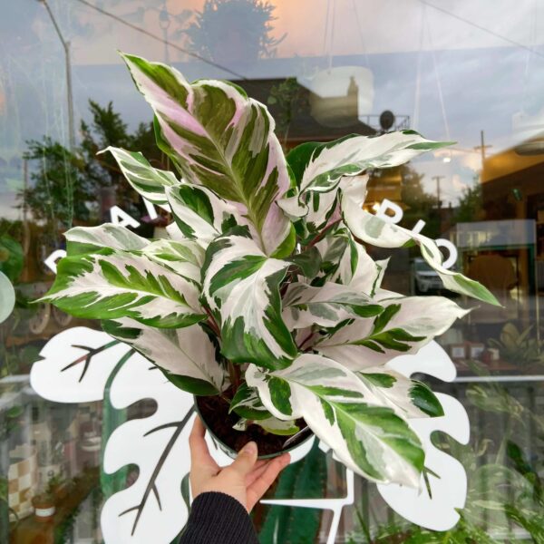 Đuôi Công Warscewiczii (Calathea Warscewiczii)