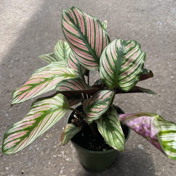 Calathea White star