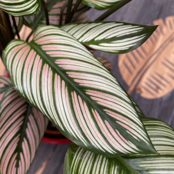 Calathea White star