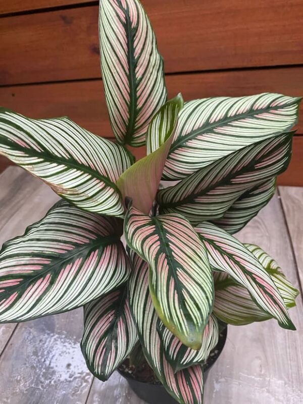 Đuôi Công White star (Calathea White star)