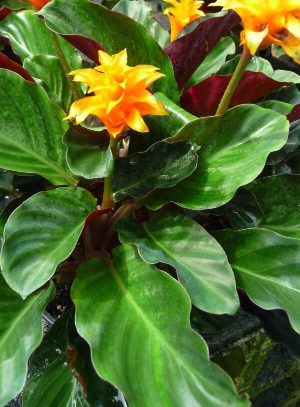 Calathea Crocata