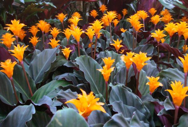 Calathea Crocata