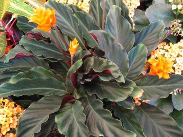 Calathea Crocata