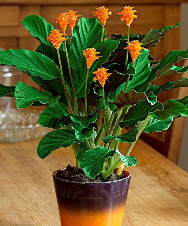 Calathea Crocata