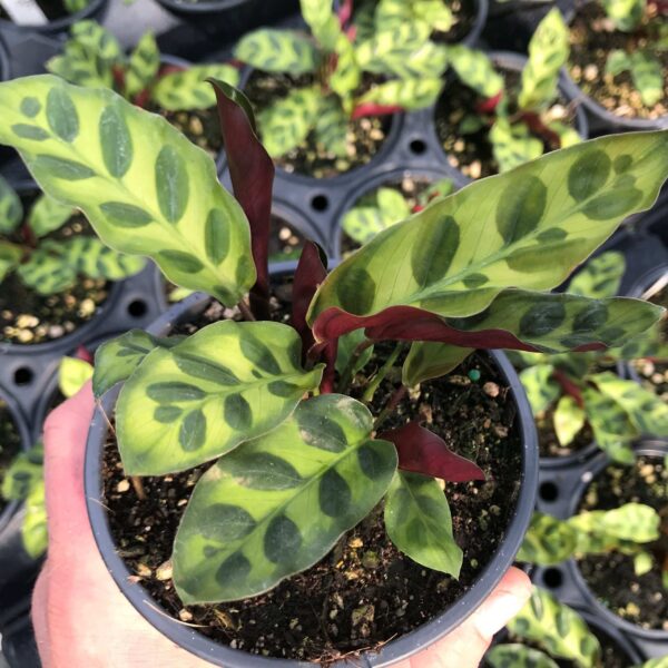 Calathea Lancifolia