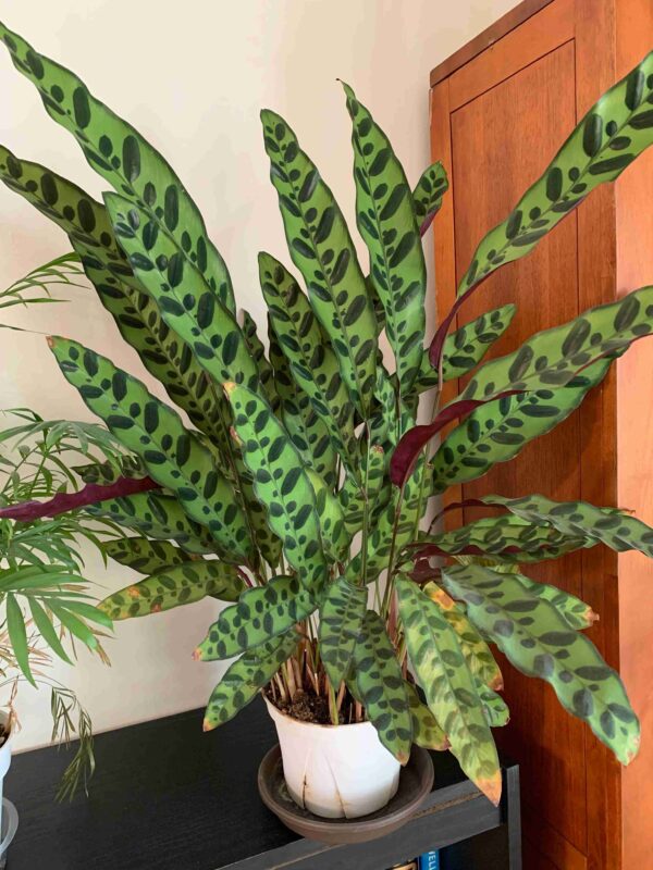 Calathea Lancifolia