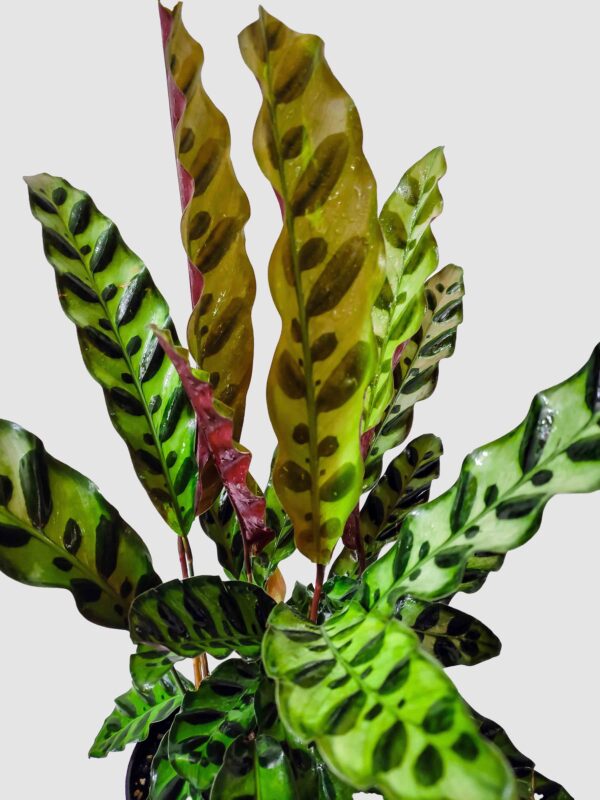 Đuôi Công Lancifolia (Calathea Lancifolia)