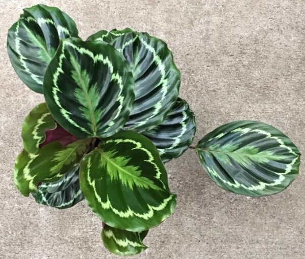 Calathea Medallion