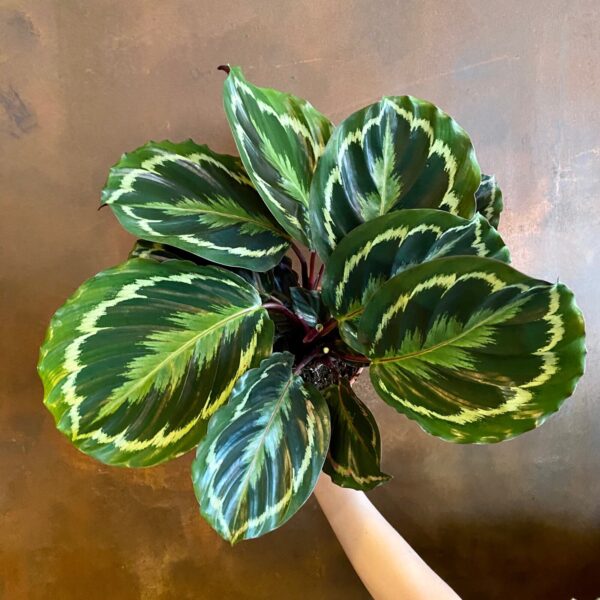 Calathea Medallion