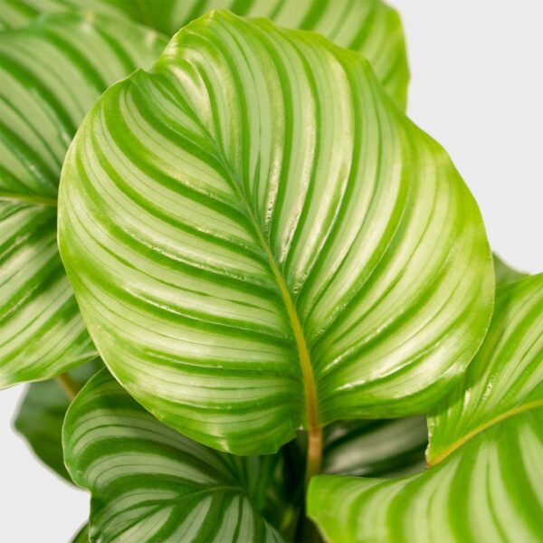 Đuôi Công Orbifolia (Calathea Orbifolia)