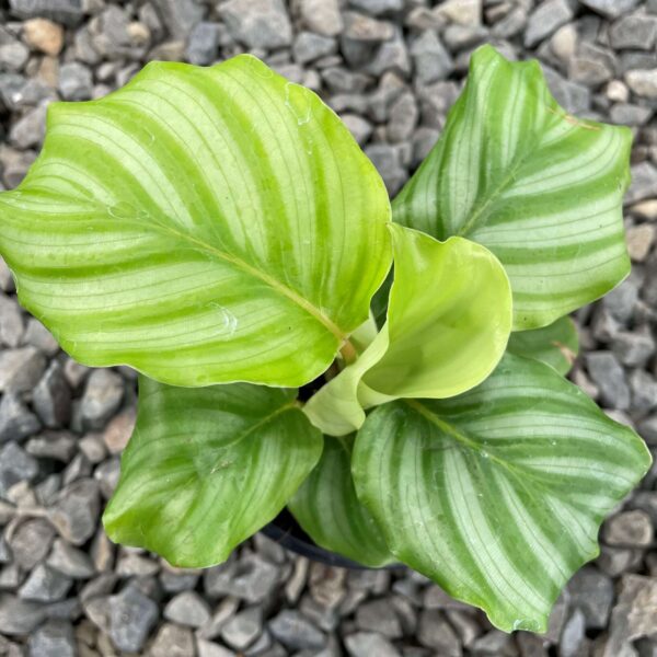 Đuôi Công Orbifolia (Calathea Orbifolia)