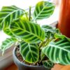 Đuôi Công Zebrina (Calathea Zebrina)