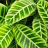 Đuôi Công Zebrina (Calathea Zebrina)