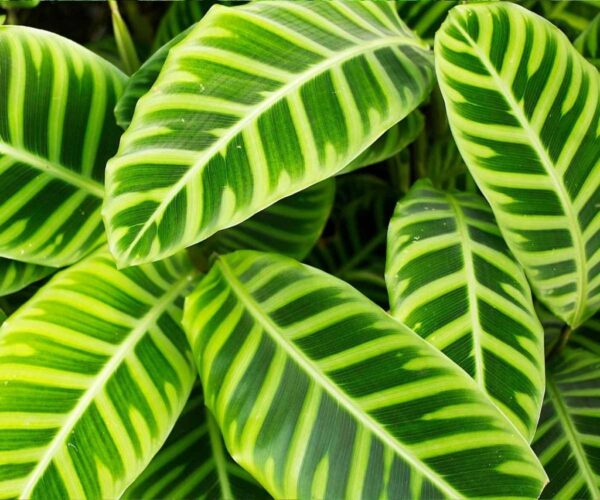 Calathea Zebrina