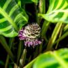 Đuôi Công Zebrina (Calathea Zebrina)