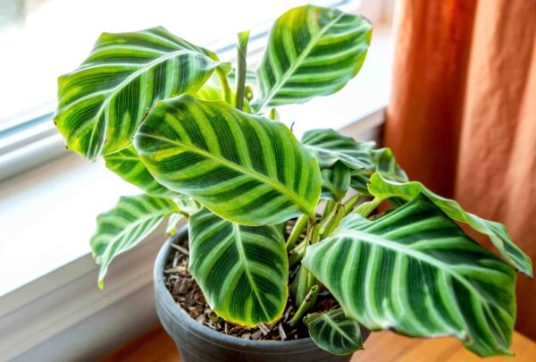 Đuôi Công Zebrina (Calathea Zebrina)