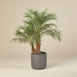 Areca Palma (Phoenix roebelenii)