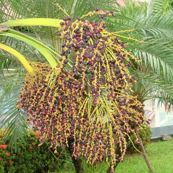 Areca Palma (Phoenix roebelenii)